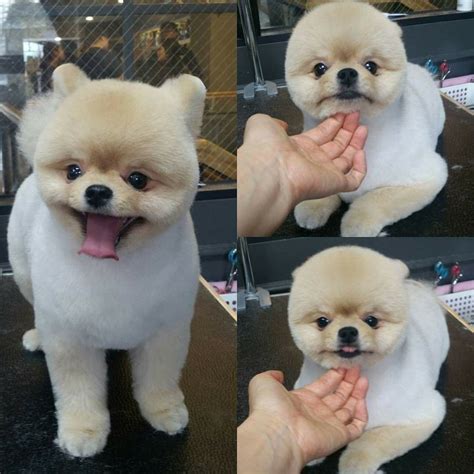 Pin by Marcela Belmont on Pomeranian | Dog grooming salons, Dog ...