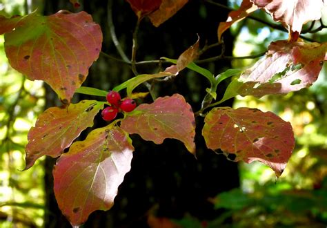 Dogwood Berries On Dogwood Tree | Dogwood tree berries. Afte… | Flickr