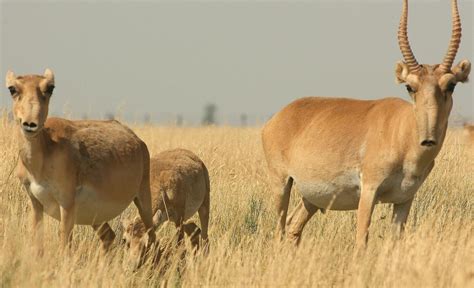 Unique Facts And Information: Saiga antelope An Amazing animal that must be save