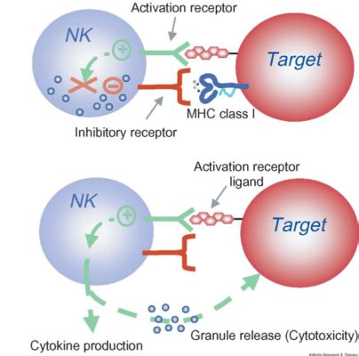 NK Cell - Stemcellforlife