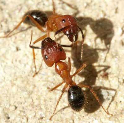 Florida carpenter ant - Camponotus floridanus (Buckley) and Camponotus tortuganus (Emery)