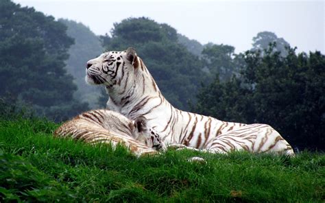 Two white tigers, tiger, white tigers, animals, nature HD wallpaper | Wallpaper Flare