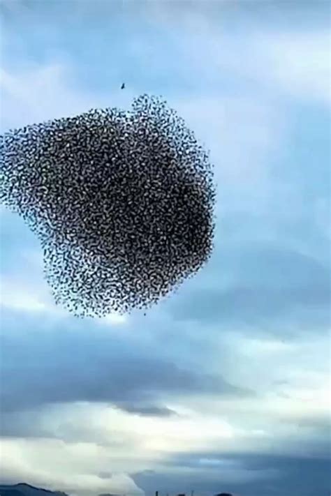 🔥 Flocks of Starlings flying in formation : r/NatureIsFuckingLit