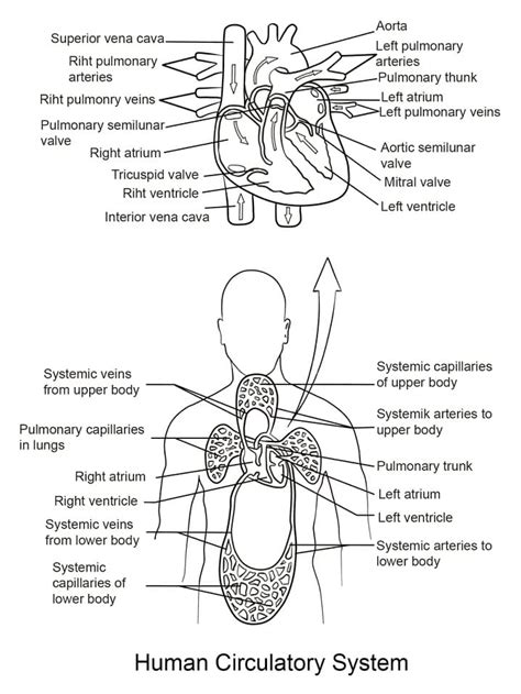 Circulatory System Coloring Page