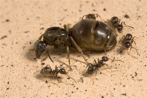 Queen Ant Will Sacrifice Colony to Retain Throne | Live Science