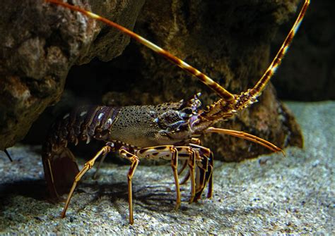 Arthropod | Definition, Examples, Characteristics, Classes, Groups, & Facts | Britannica