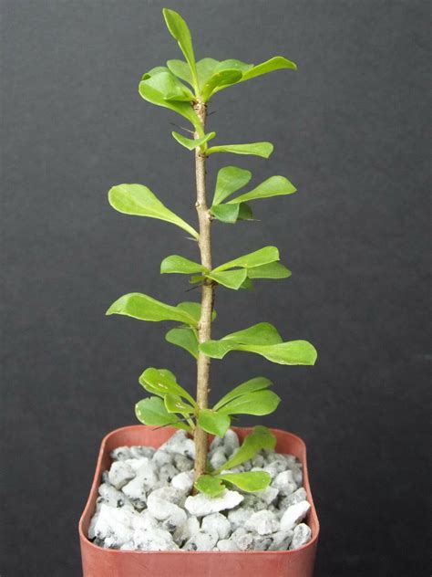 2" Plant Pereskia Portulacifolia (Rare cacti plant natural bonsai ...