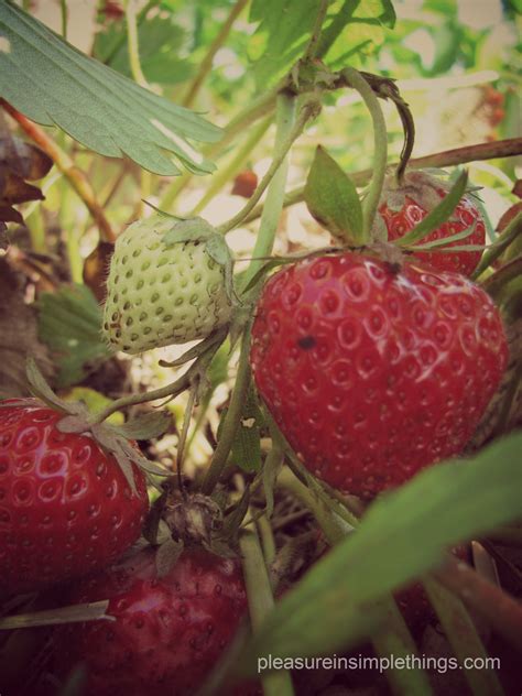 strawberry fields & recipe — pleasure in simple things