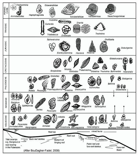 Foraminifera Index Fossils