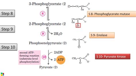 10 Steps of Glycolysis, Enzymes involved and Regulatory Enzymes of Glycolysis | Biology notes ...