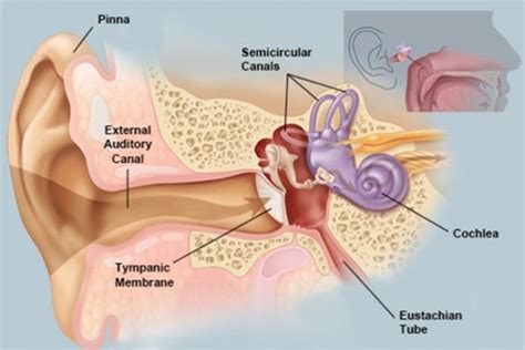Eustachian Tube Dysfunction | Davenport Audiology & Hearing Aid Center