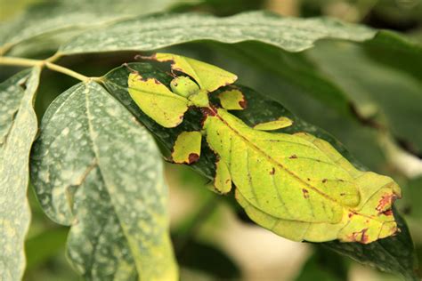 Leaf insects - Kids Discover