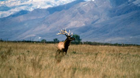 RMEF Announces Tule Elk Habitat Protection In NorCal