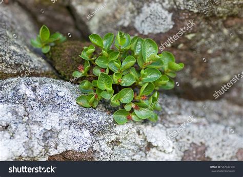 Dwarf Willow Salix Herbacea Stock Photo 587949368 | Shutterstock