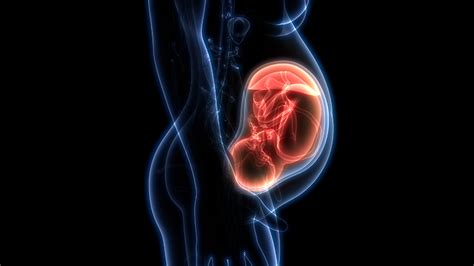 Foetuses ‘speak’ to their mother’s placenta new research finds | St John's College, University ...