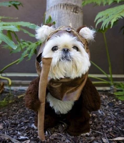 Ewok Costumes For Dogs | All Puppies Pictures and Wallpapers | Ewok dog ...