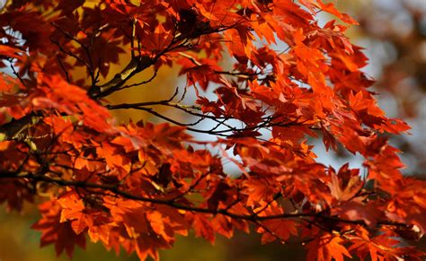 maple leaf, natural condition, showa, no people, growth, change, nikon, Seasons, Tokio, orange ...