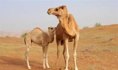 10 Facts about Camels | Fact File