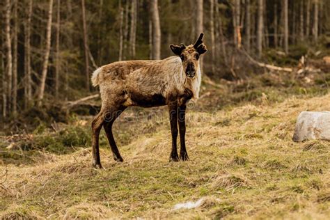 Reindeer in Its Natural Habitat Stock Photo - Image of fauna, wildlife ...