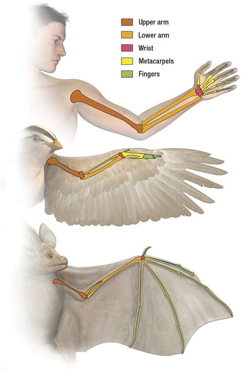 Wing anatomy, Bird wings, Wings drawing