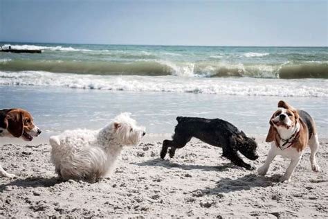 Are Dogs Allowed on Cocoa Beach? Full Details - Lover Doodles