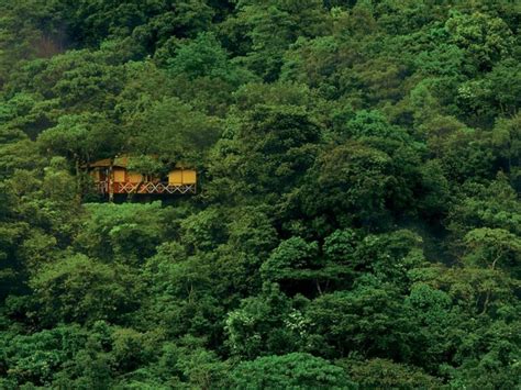 Top Best 5 Wayanad Kerala Tree House Resort | Kerala Treehouse