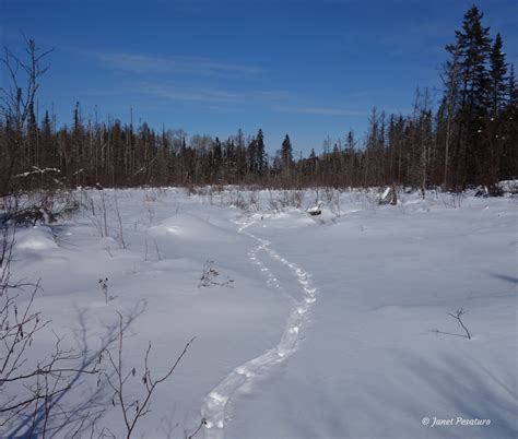 River Otter Winter Adaptations - Winterberry Wildlife