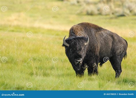 Bison of Yellowstone National Park, USA Stock Image - Image of horn, herd: 46578835