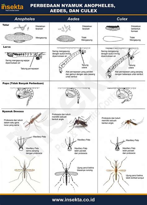 Perbedaan Nyamuk Anopheles, Aedes, Dan Culex