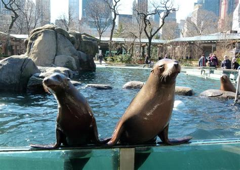 The 10 Best Central Park Zoo Tours & Tickets 2020 - New York City | Viator