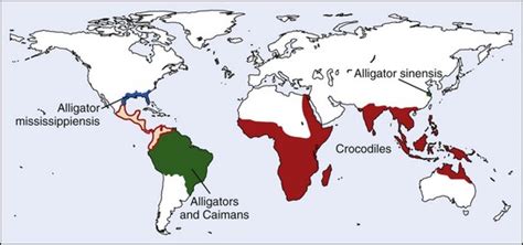 Alligator and Crocodile Attacks | Anesthesia Key