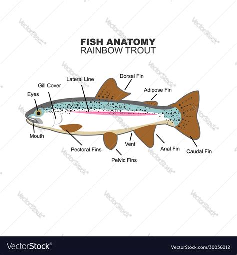 Rainbow trout anatomy for education Royalty Free Vector