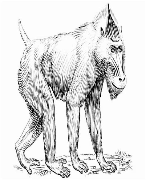 Baboon coloring page free and online coloring