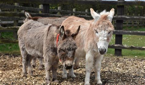 The Donkey Sanctuary - Sidmouth - Visit South Devon