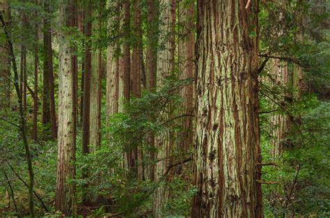 Coast Redwood forest - Alan Crowe Photography