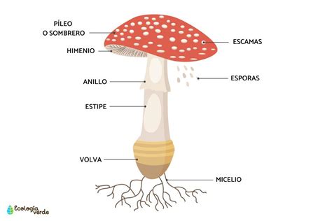 Fungi Structure - Definition, Function and Characteristics