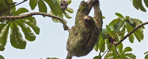 Costa Rica's Wildlife | Sloths|Geodyssey