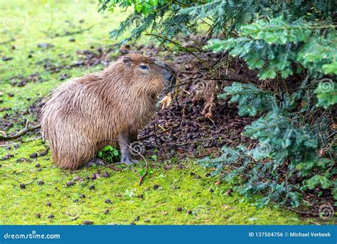 Capybara is Eating on the Grass Stock Photo - Image of head, cute: 137504756