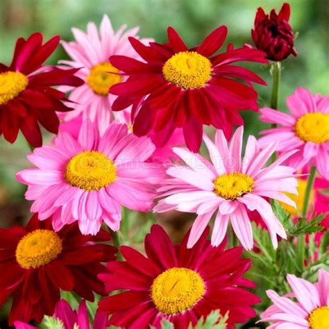 Chrysanthemum Seeds - Pyrethrum Coccineum Robinson's Mix Flower Seed