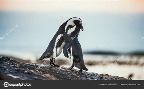 African penguins during mating season — Stock Photo © SURZet #132607320