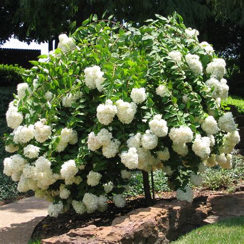 Limelight Hydrangea Tree for Sale at The Grass Pad