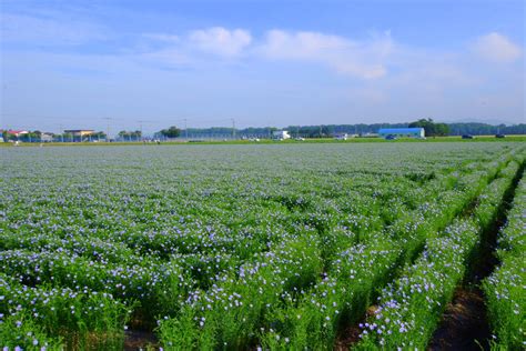 flax field - Manitoba Flax Seed Milling Company