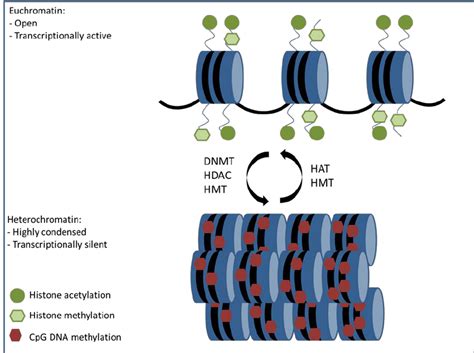 Euchromatin represents the open and transcriptionally active part of ...