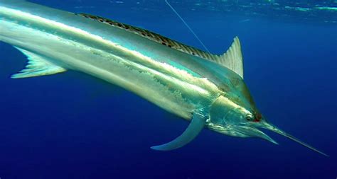 Black Marlin - Rod Fishing club