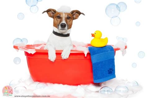 Bathtime! The Best Way To Bathe Your Pet | Stay at Home Mum