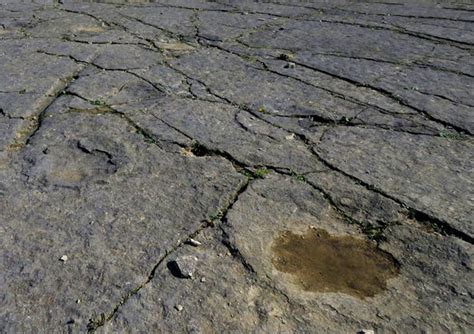 Giant fungi and dinosaur footprints: Five world records with a Dorset link | The Purbeck Gazette ...