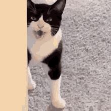 Mean Cat Angry Cat GIF - Mean Cat Angry Cat Meow - Discover & Share GIFs