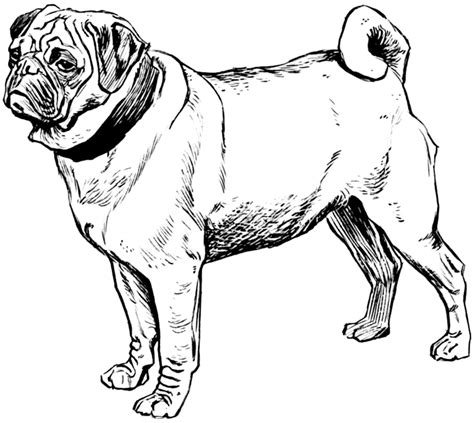 Pug Coloring Page Cat Coloring Book, Animal Coloring Pages, Kids Coloring, Colouring, Dog Images ...