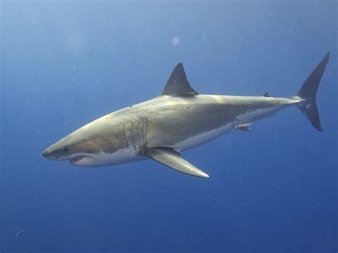 Fossilguy.com: Great White Sharks - Facts, Origins, and Fossil Identification