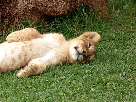 Sleeping,lion,cub,upside down,big cat - free image from needpix.com